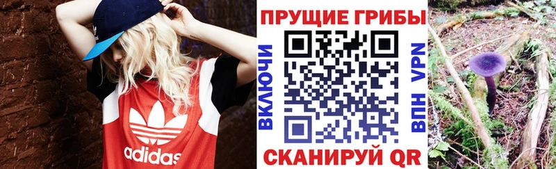 кракен ТОР  Шадринск  Галлюциногенные грибы Cubensis 
